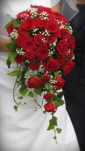 red spray rose
